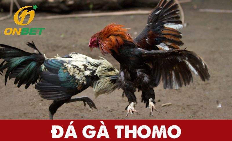 bình luận đá gà trực tiếp thomo